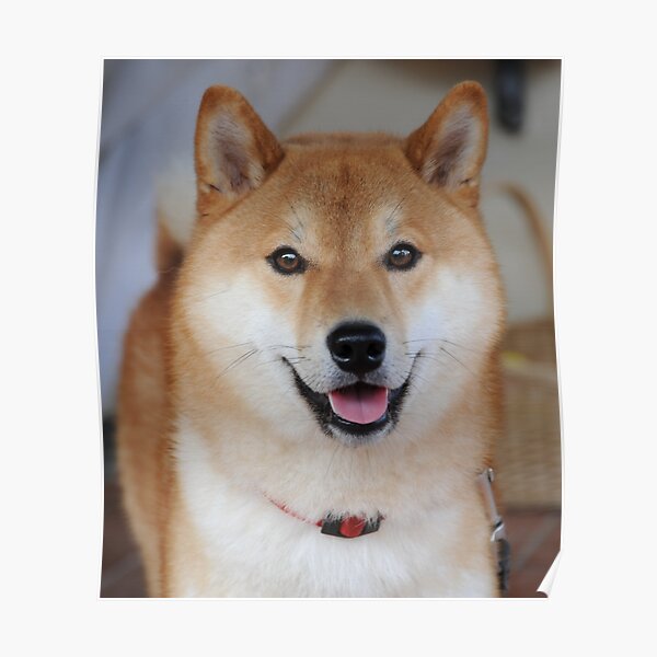 shiba inu Poster