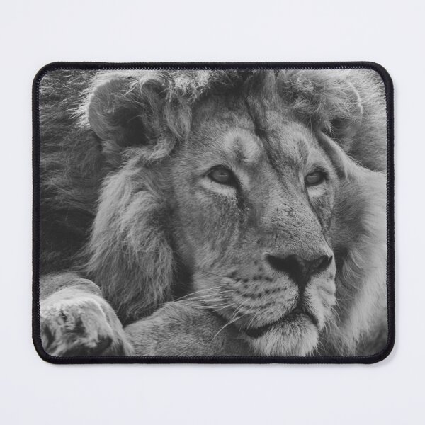 Item preview, Asiatic lion in black and white designed and sold by cdkphotos.
