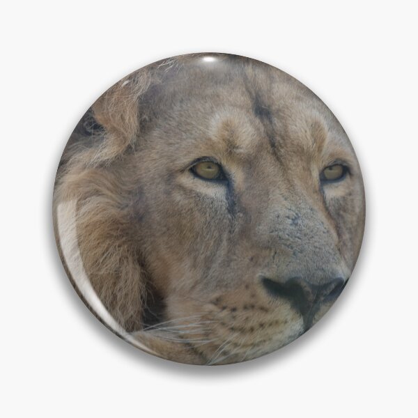 Item preview, Resting Asiatic lion designed and sold by cdkphotos.