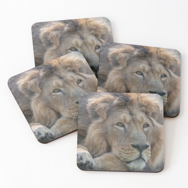 Item preview, Resting Asiatic lion designed and sold by cdkphotos.