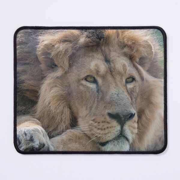 Item preview, Resting Asiatic lion designed and sold by cdkphotos.