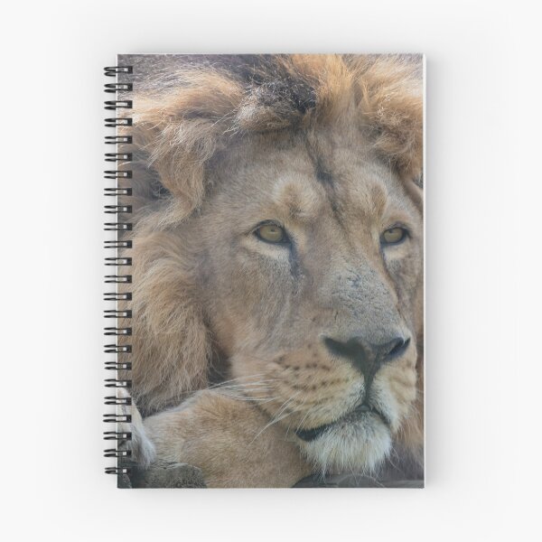 Item preview, Resting Asiatic lion designed and sold by cdkphotos.