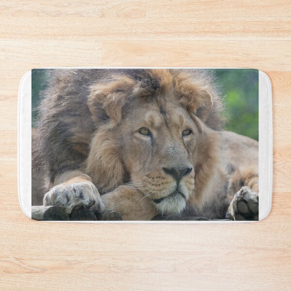 Item preview, Resting Asiatic lion designed and sold by cdkphotos.