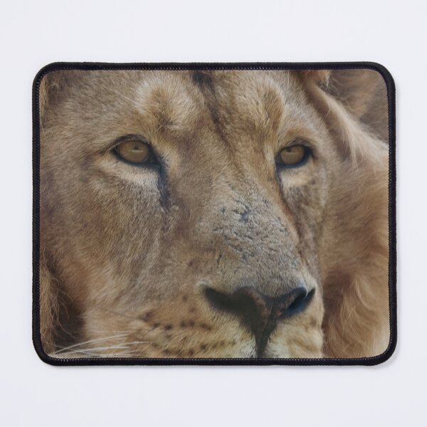 Item preview, Male lion portrait designed and sold by cdkphotos.