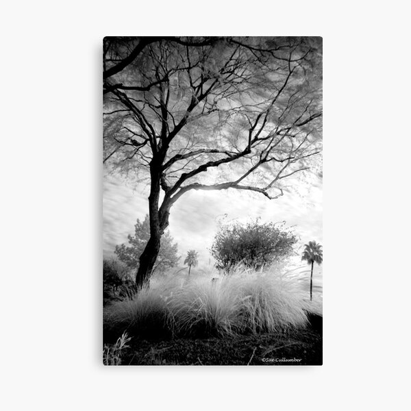 Under the Shade Tree Canvas Print