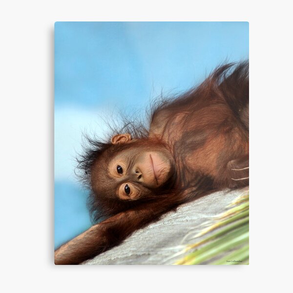 Naptime Metal Print