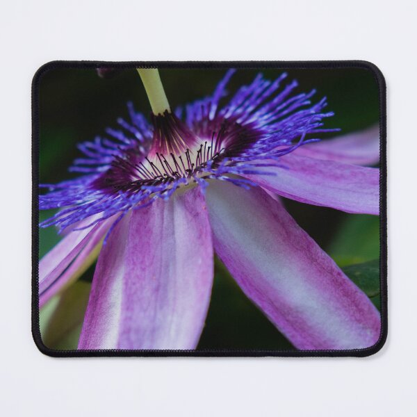 Item preview, Passiflora Flower Photography designed and sold by Araveen-Photo.