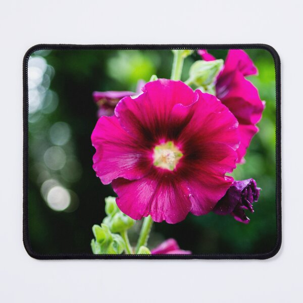 Item preview, Hollyhock Flower designed and sold by Araveen-Photo.