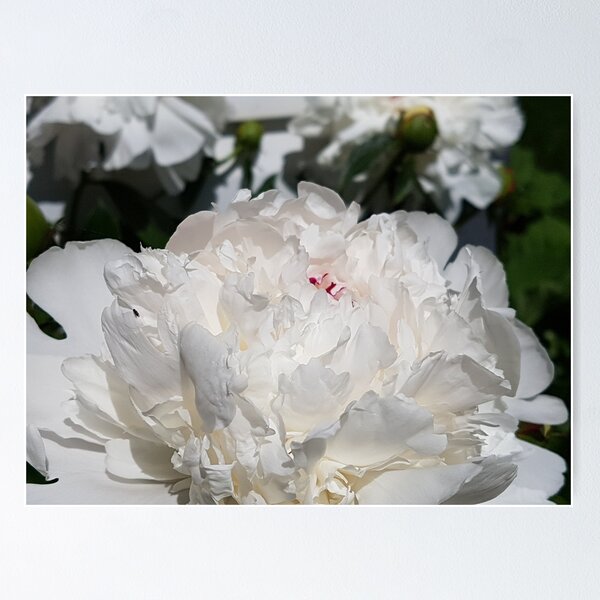 Item preview, Peony designed and sold by Diane Petker.