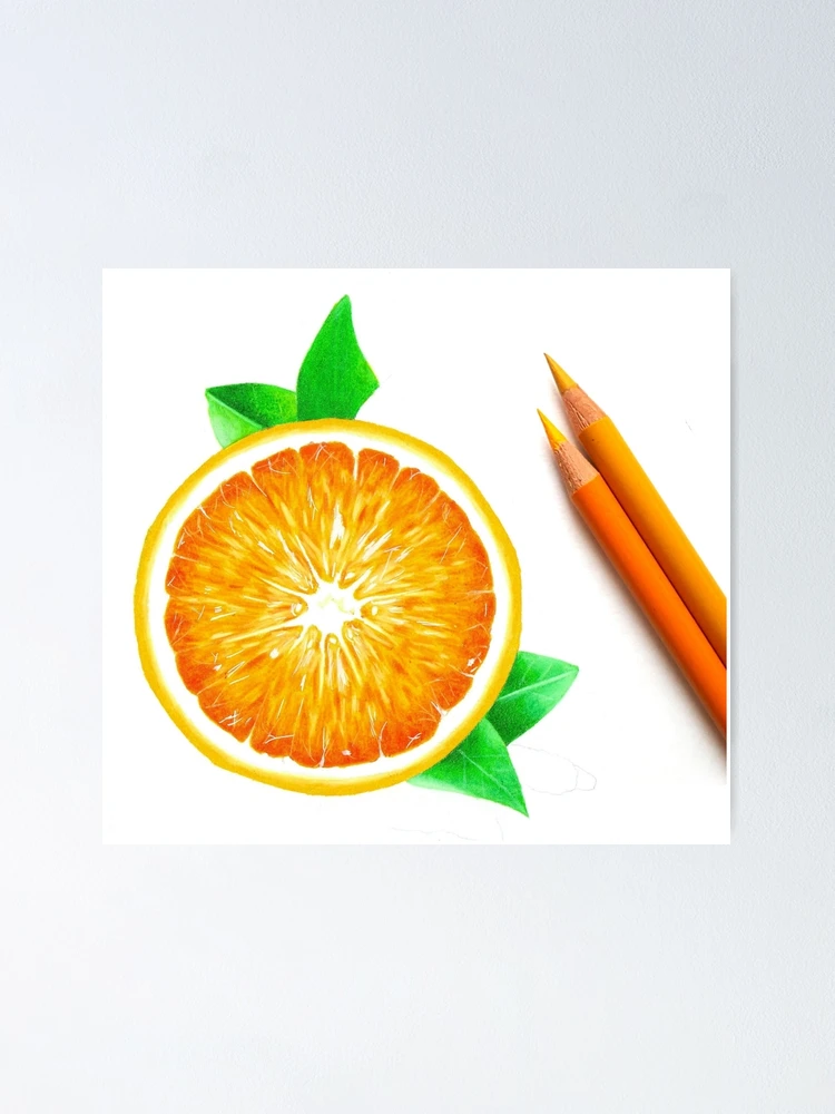 pencil drawing of orange