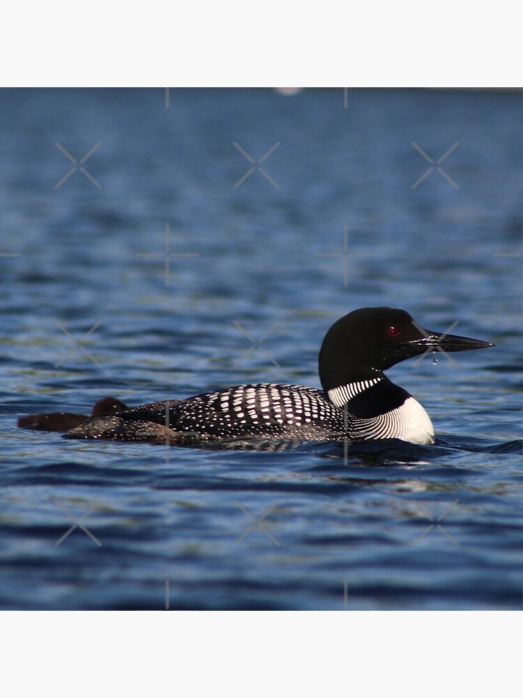 Common Loon by KristalStittle