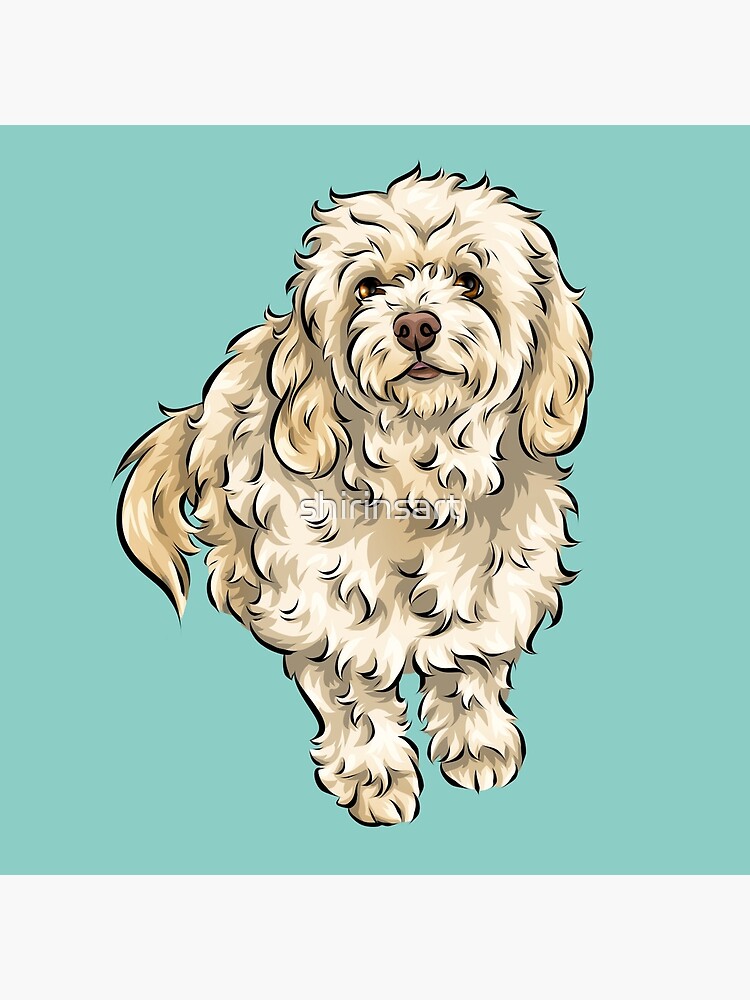 Cream cavapoo best sale