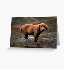 Warren Alone On The Rock Greeting Card