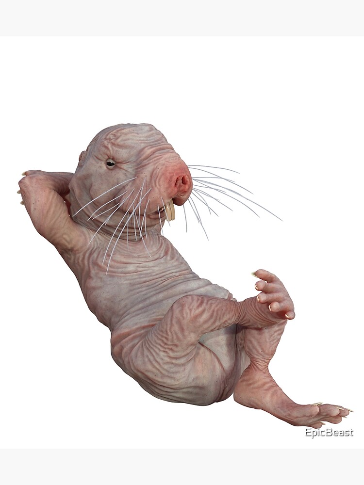 valentines day naked mole rat meme