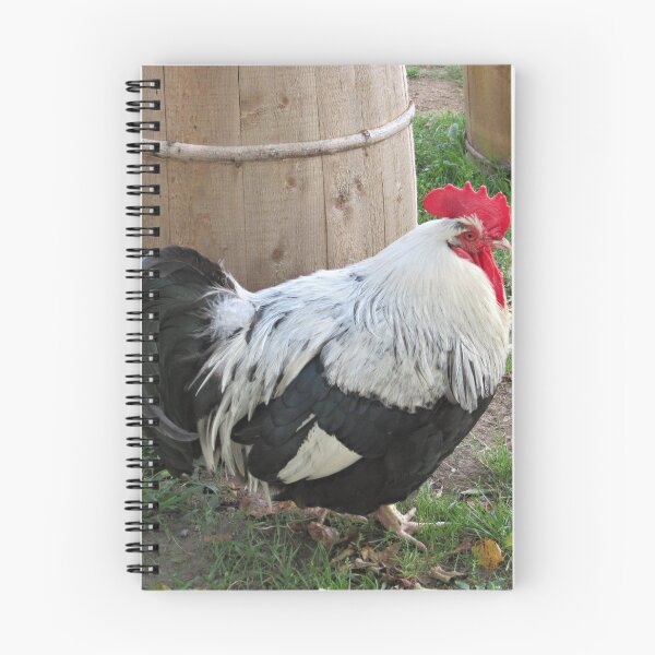 Item preview, Farm Rooster Photo designed and sold by RagingOstrich.