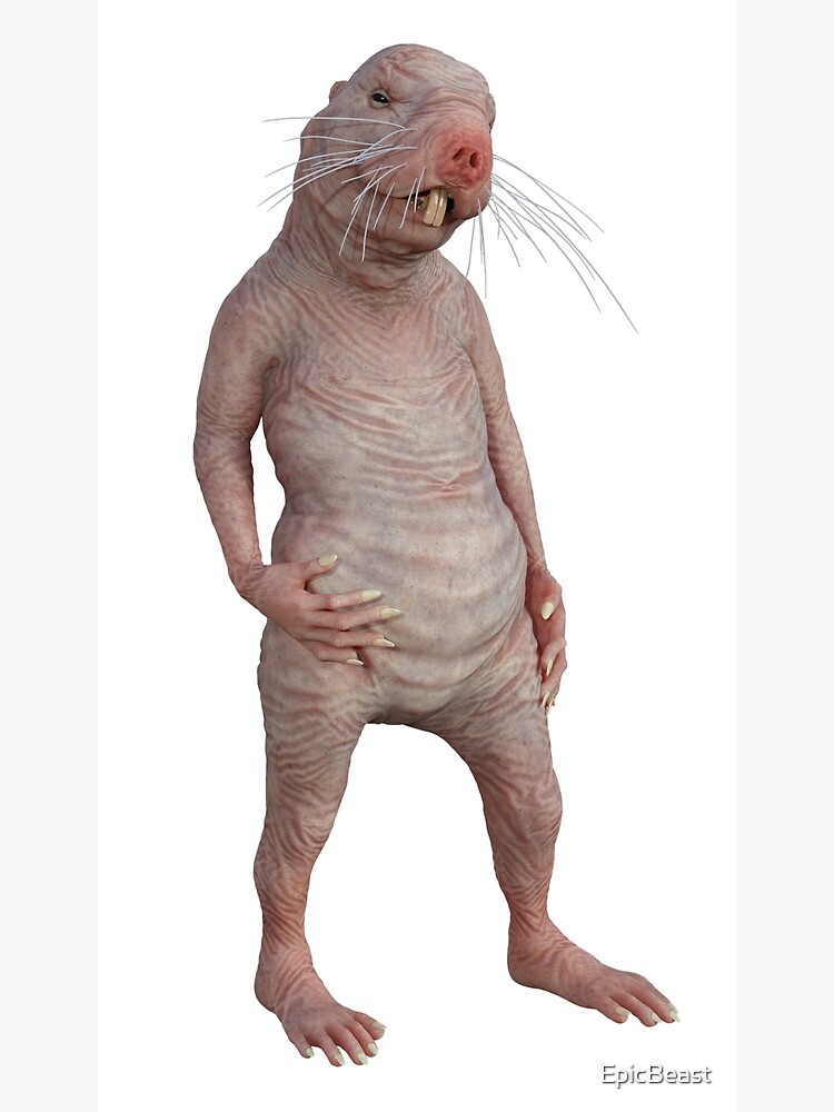 valentines day naked mole rat meme