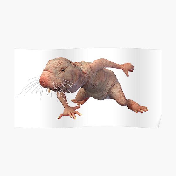 valentines day naked mole rat meme