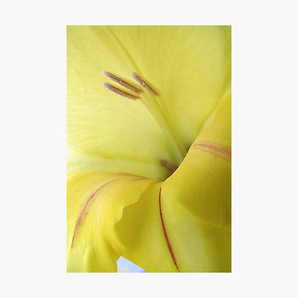 Very Yellow Photographic Print