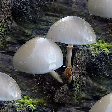 Artwork thumbnail, Toadstool Rows (pattern) by Yampimon