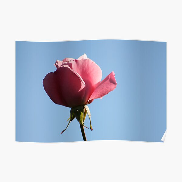 Rose against the Sky 2008 Poster