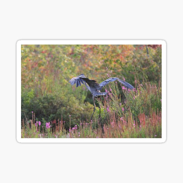 Item preview, Landing Gear in Place - Great Blue Heron designed and sold by Linda Crockett.