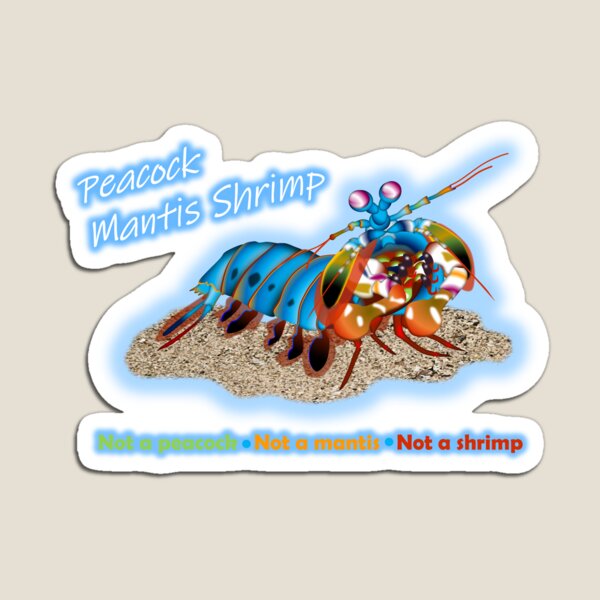 Item preview, Mini-Monsters of the Deep: Peacock Mantis Shrimp designed and sold by Teddy-FauxBear.