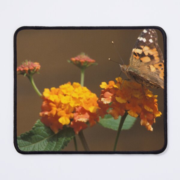 Item preview, Sweet Painted Lady Butterfly designed and sold by Bill Spengler's Photographic Thoughts.