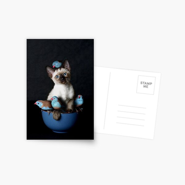Bird Puss Postcard