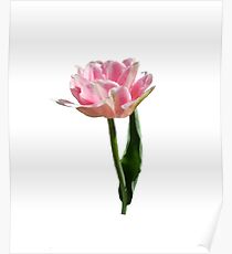 Blooming Pink Tulip Poster