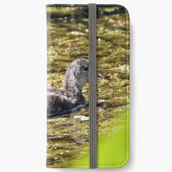 Dusky Moorhen - immature (508) iPhone Wallet
