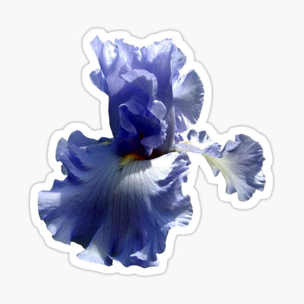Item preview, A Single Blue Bearded Iris Blossom designed and sold by Orchid Mandala.