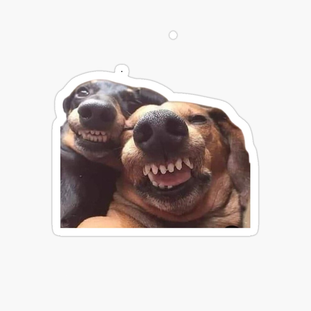 Poster for Sale mit lustiger hund, hundelächeln, zwei hundelächeln von  Mimou El