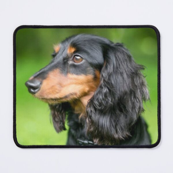 Item preview, Cute Longhaired Dachshund Black and Tan Puppy Dog designed and sold by DesignVertex.