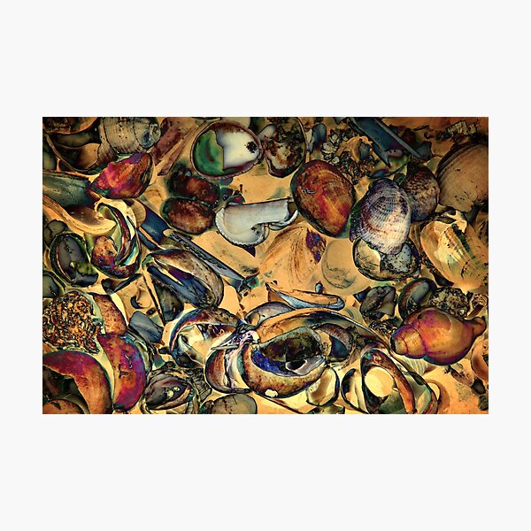 Item preview, Colourful Seaside Shells Pattern Art Board designed and sold by MyriadLifePhoto.