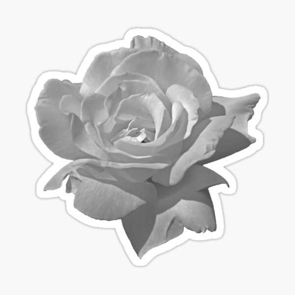 "White Rose" Sticker for Sale by oybart Redbubble