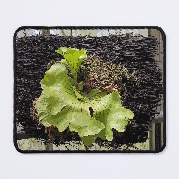 Item preview, Staghorn fern 55 designed and sold by SandraLSherrill.