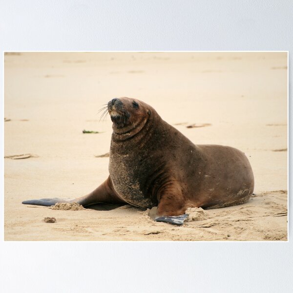 Item preview, Sea Lion  designed and sold by DRWilliams.