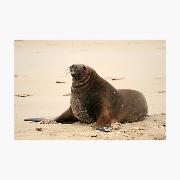 Item preview, Sea Lion  designed and sold by DRWilliams.