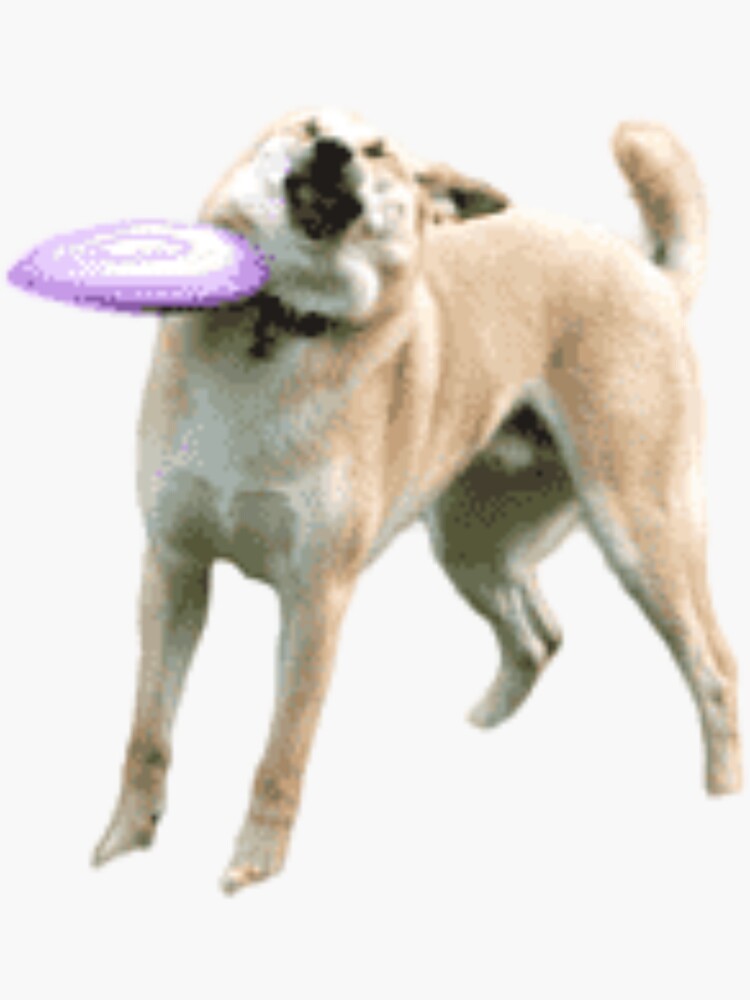 Frisbee the clearance dog