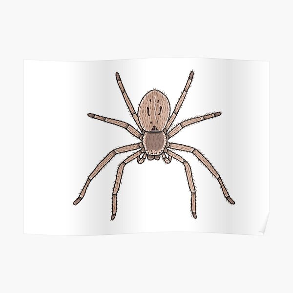 Spider Symbolism & Meaning | Spirit, Totem & Power Animal