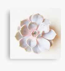 Pink Succulent II Canvas Print