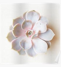 Pink Succulent II Poster