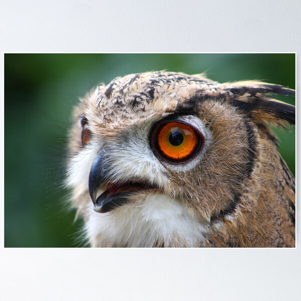 Item preview, 17 Week Old Turkmenian Eagle Owl designed and sold by jdmphotography.