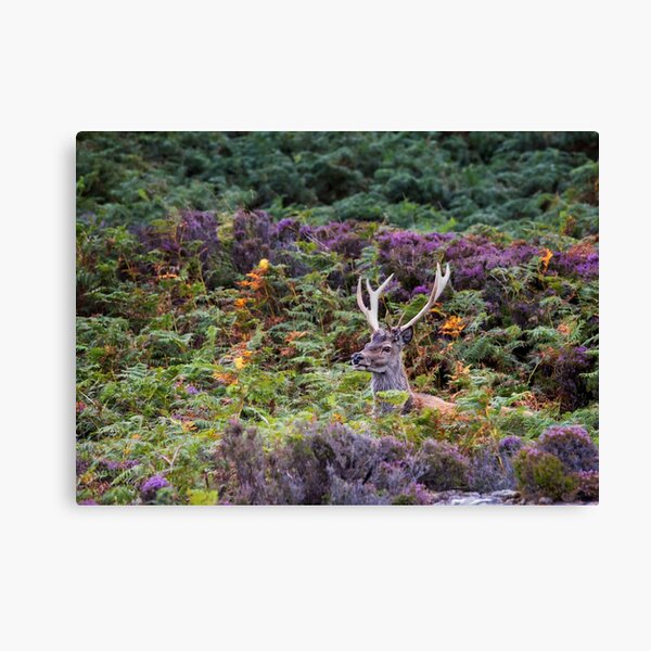 Item preview, Meallabhan Stag designed and sold by Phil Buckle.