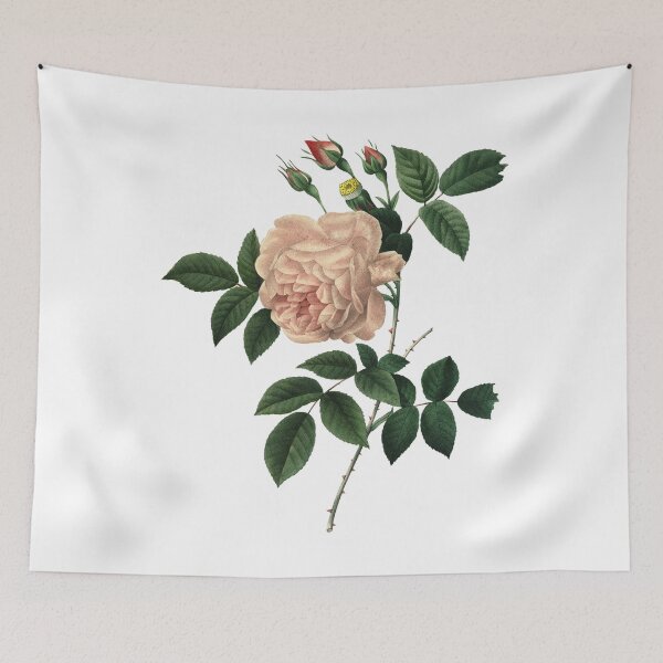 Item preview, Rosa Indica or Cyme Rose by P.J. Redoute. Beautiful Vintage White Rose Illustration designed and sold by HumanlineImages.