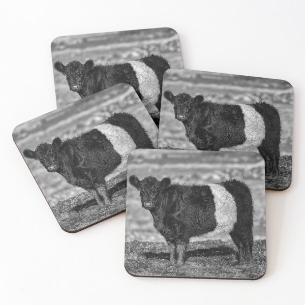 Item preview, Belted Galloway Calf designed and sold by derekbeattie.
