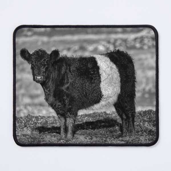Item preview, Belted Galloway Calf designed and sold by derekbeattie.