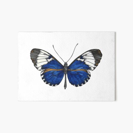 Item preview, Heliconius cydno galanthus (Costa Rica) - papillon bleu designed and sold by PetitMartin.