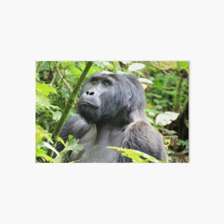 Uganda Bwindi National Park Gorilla Dschungel Jungle Wald Forest Bush Galeriedruck