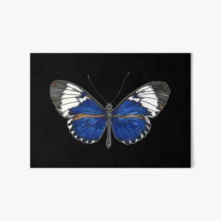 Item preview, Heliconius cydno galanthus (Costa Rica) - papillon bleu - version sombre designed and sold by PetitMartin.
